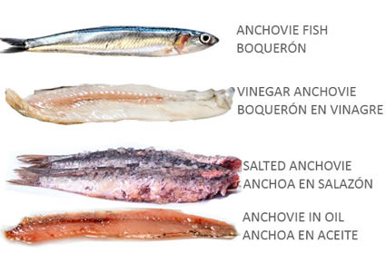 Anchoas