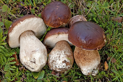 Cep